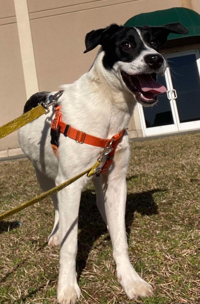 Arbys, a Adoptable mixed breed in Fort Mill, SC image 6/6