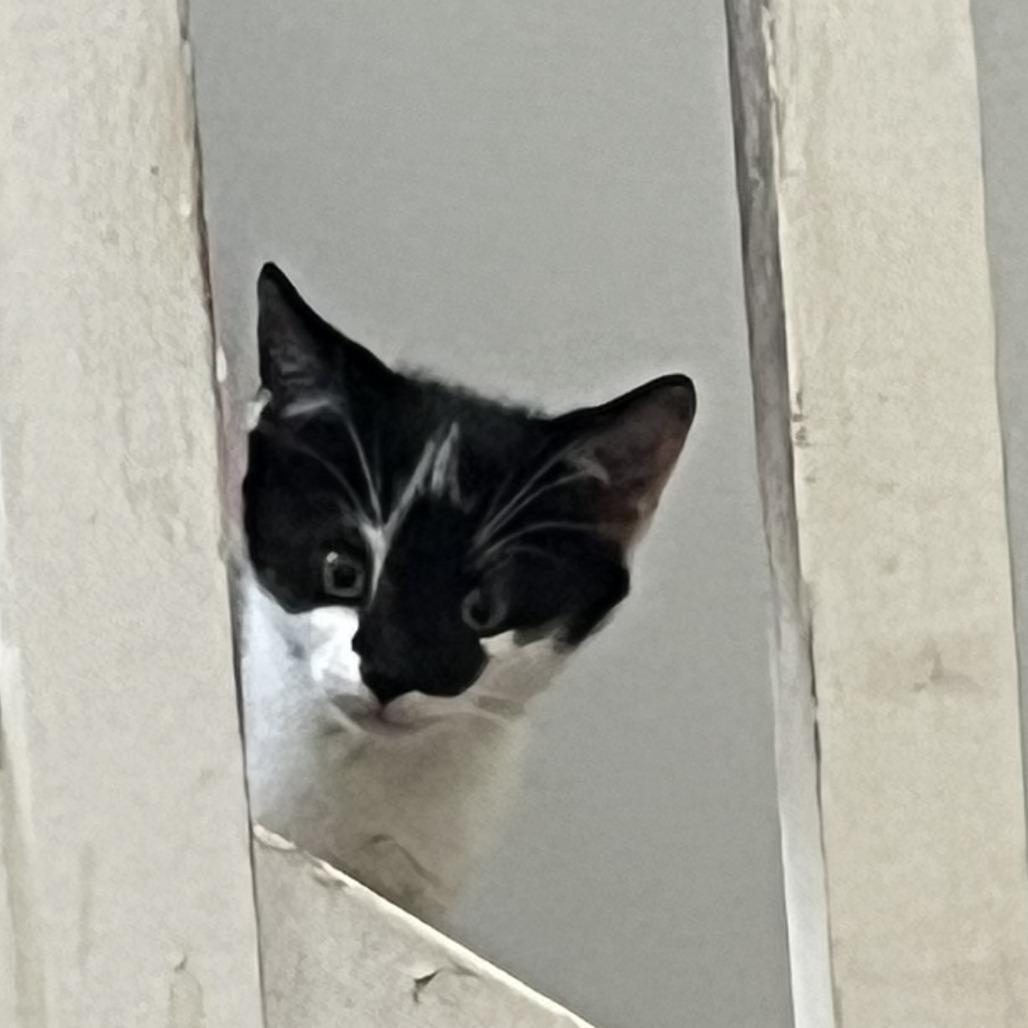 Moon Pie, Adoptable, Kitten Female Domestic Short Hair.