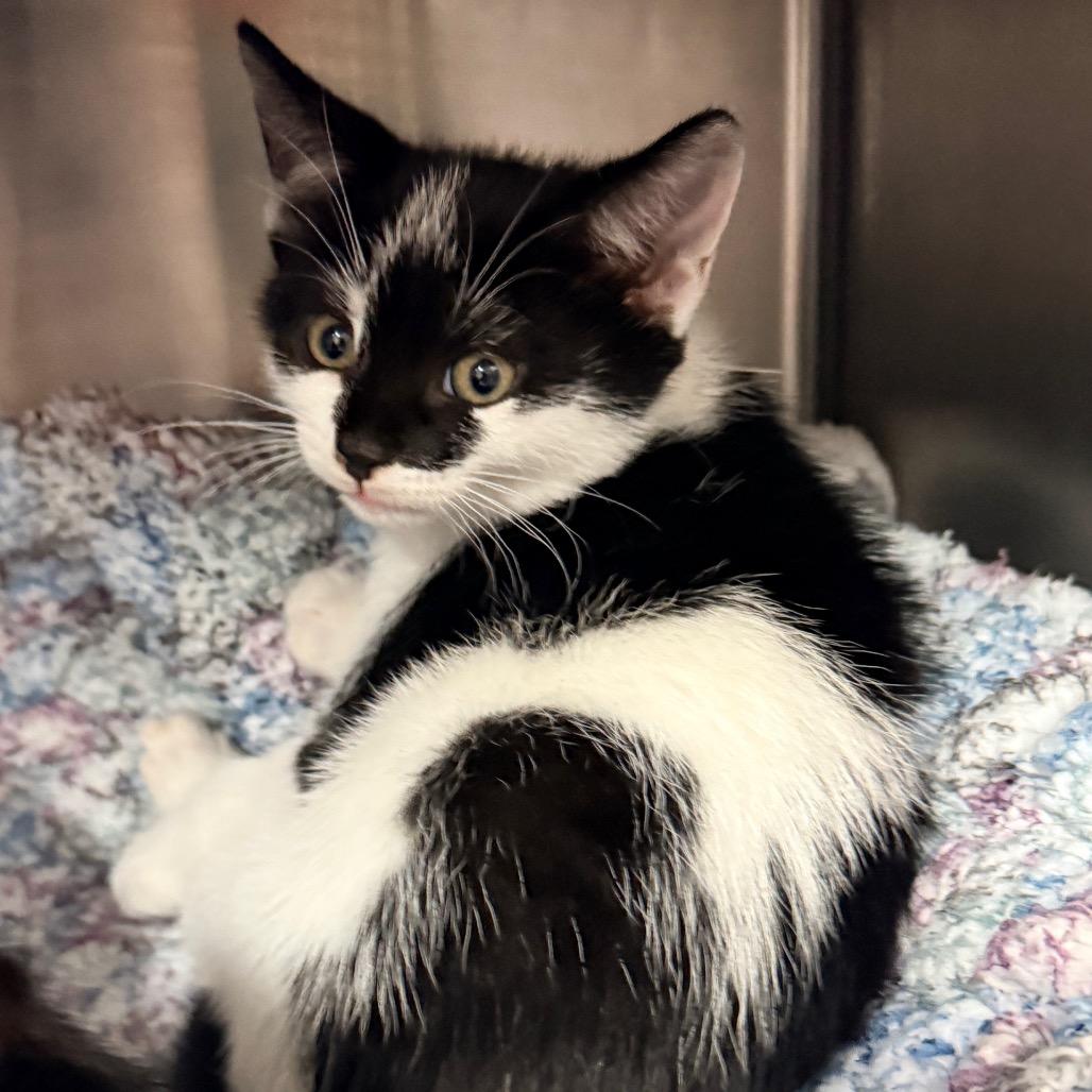 Enlarge Moon Pie, a Adoptable mixed breed in Jupiter, FL image 2/5