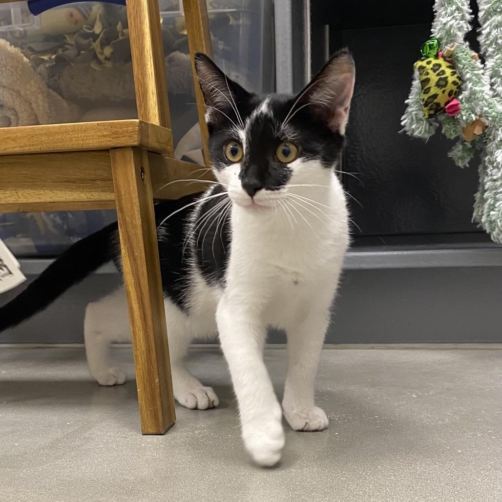 Enlarge Moon Pie, a Adoptable mixed breed in Jupiter, FL image 1/6