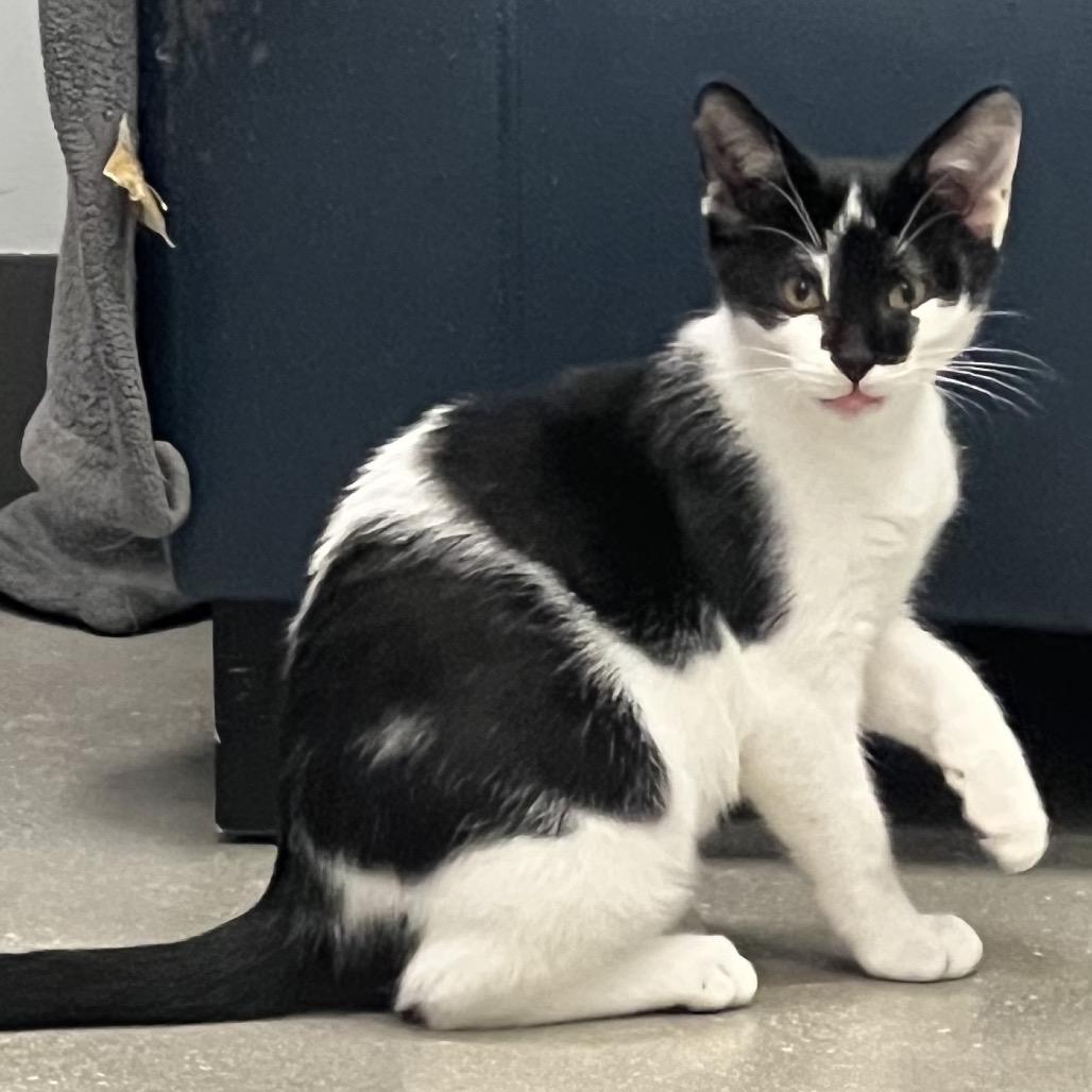 Enlarge Moon Pie, a Adoptable mixed breed in Jupiter, FL image 2/6