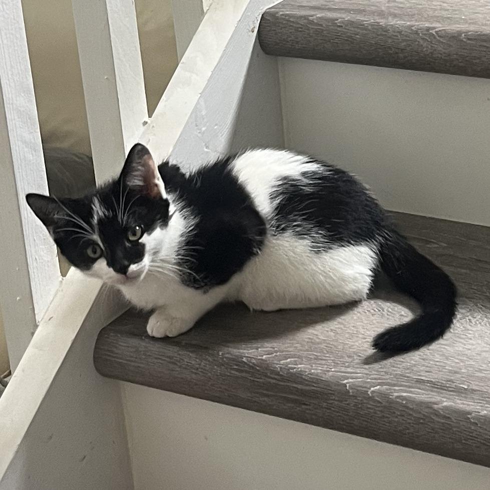 Enlarge Moon Pie, a Adoptable mixed breed in Jupiter, FL image 4/5