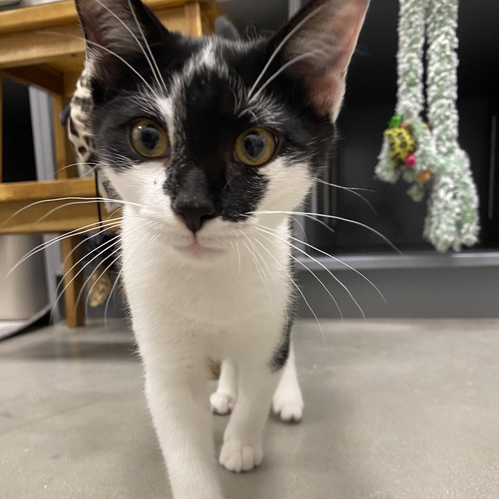 Enlarge Moon Pie, a Adoptable mixed breed in Jupiter, FL image 4/6