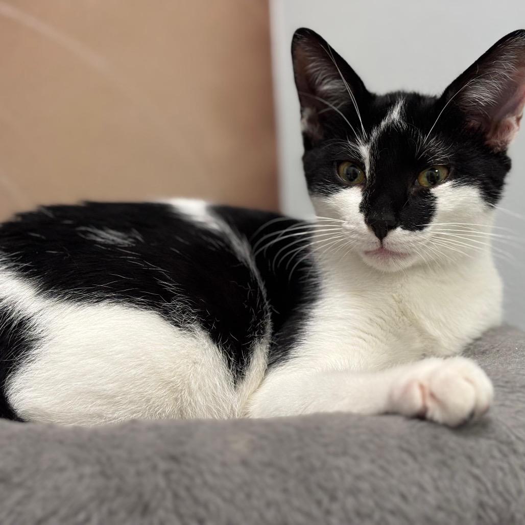 Enlarge Moon Pie, a Adoptable mixed breed in Jupiter, FL image 6/6