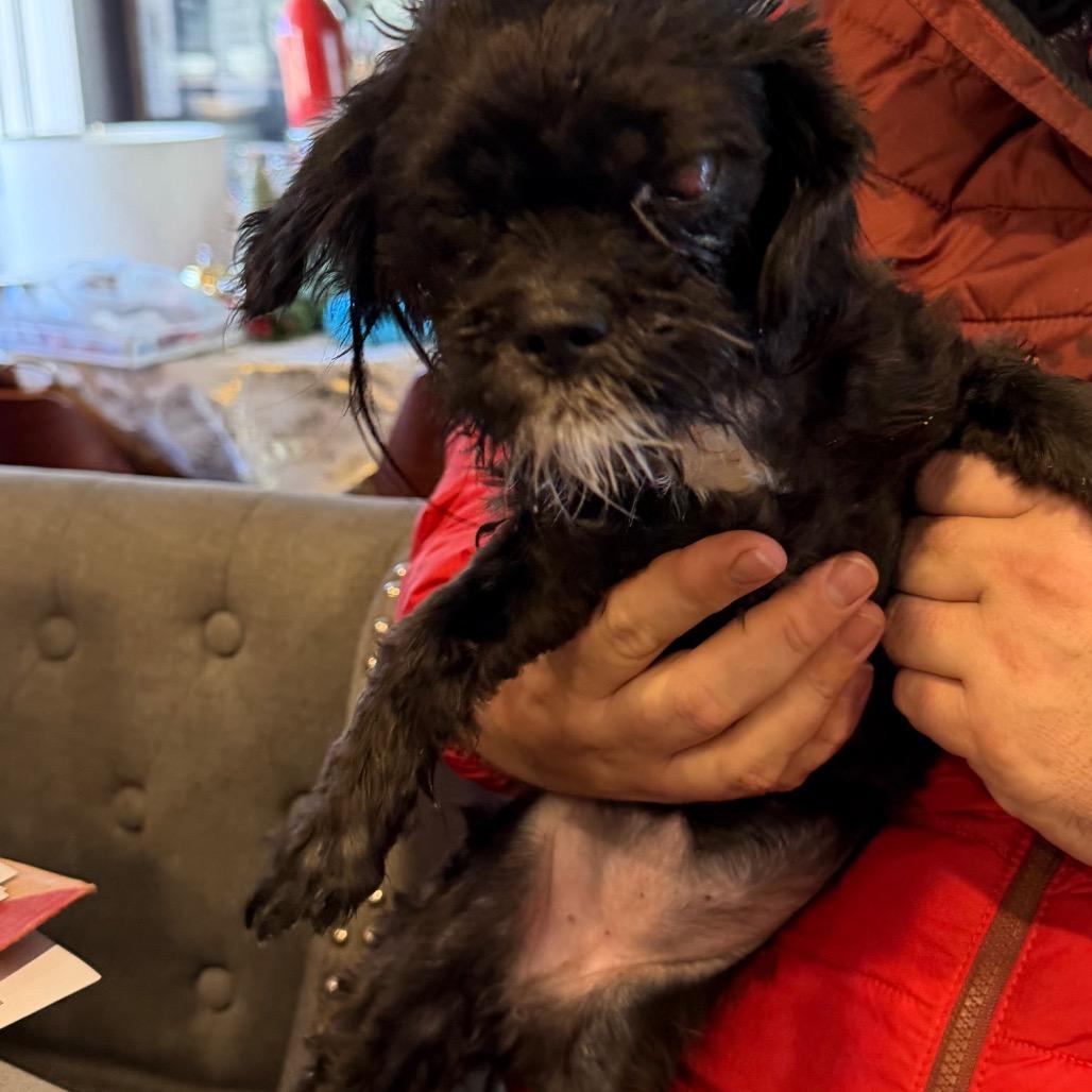 Pumpkin, Adoptable, Adult Female Poodle.