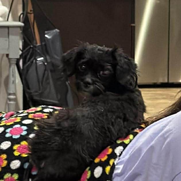 Pumpkin, a Adoptable Poodle in Fond Du Lac, WI image 3/3