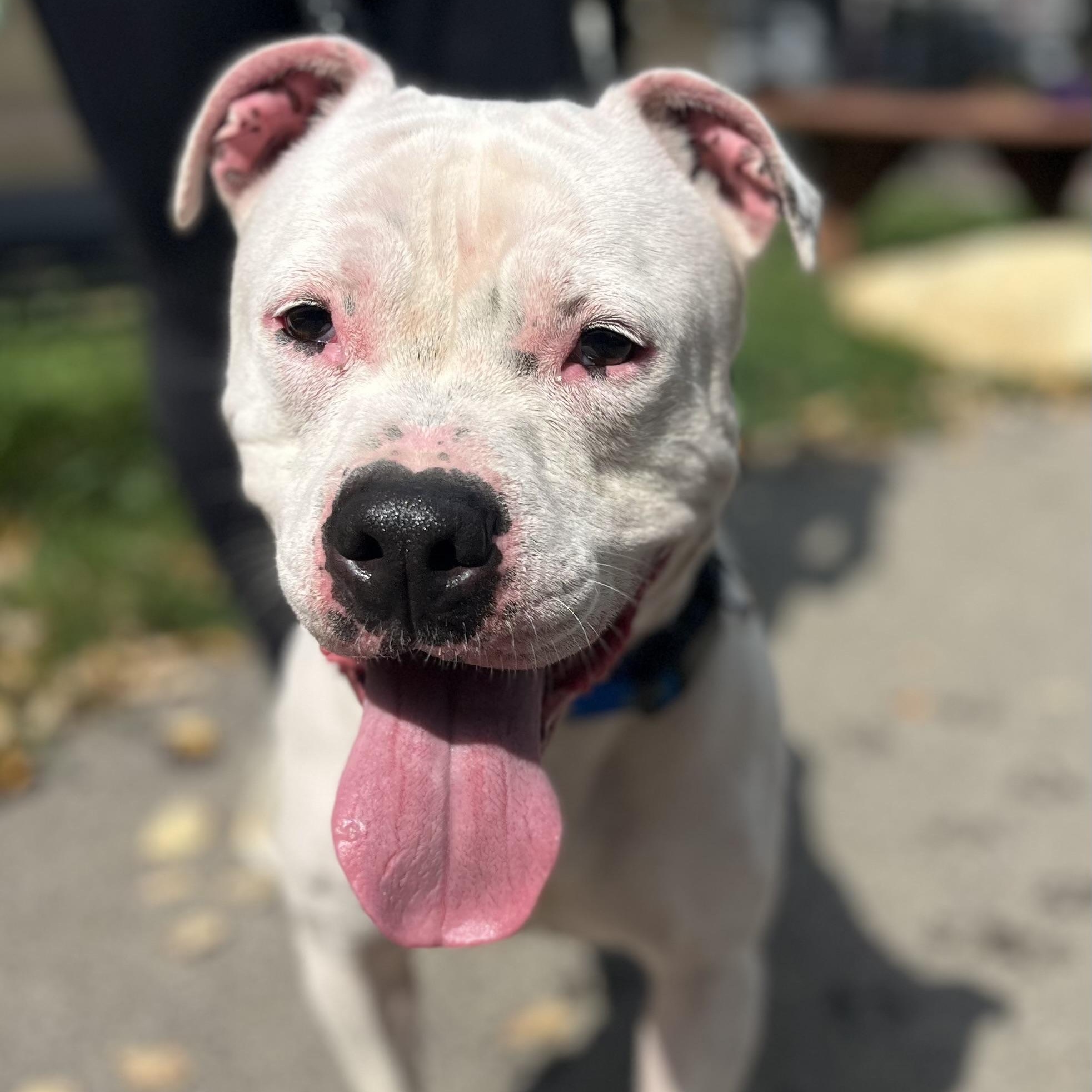 Snow, a Adoptable mixed breed in Buffalo, NY image 6/6