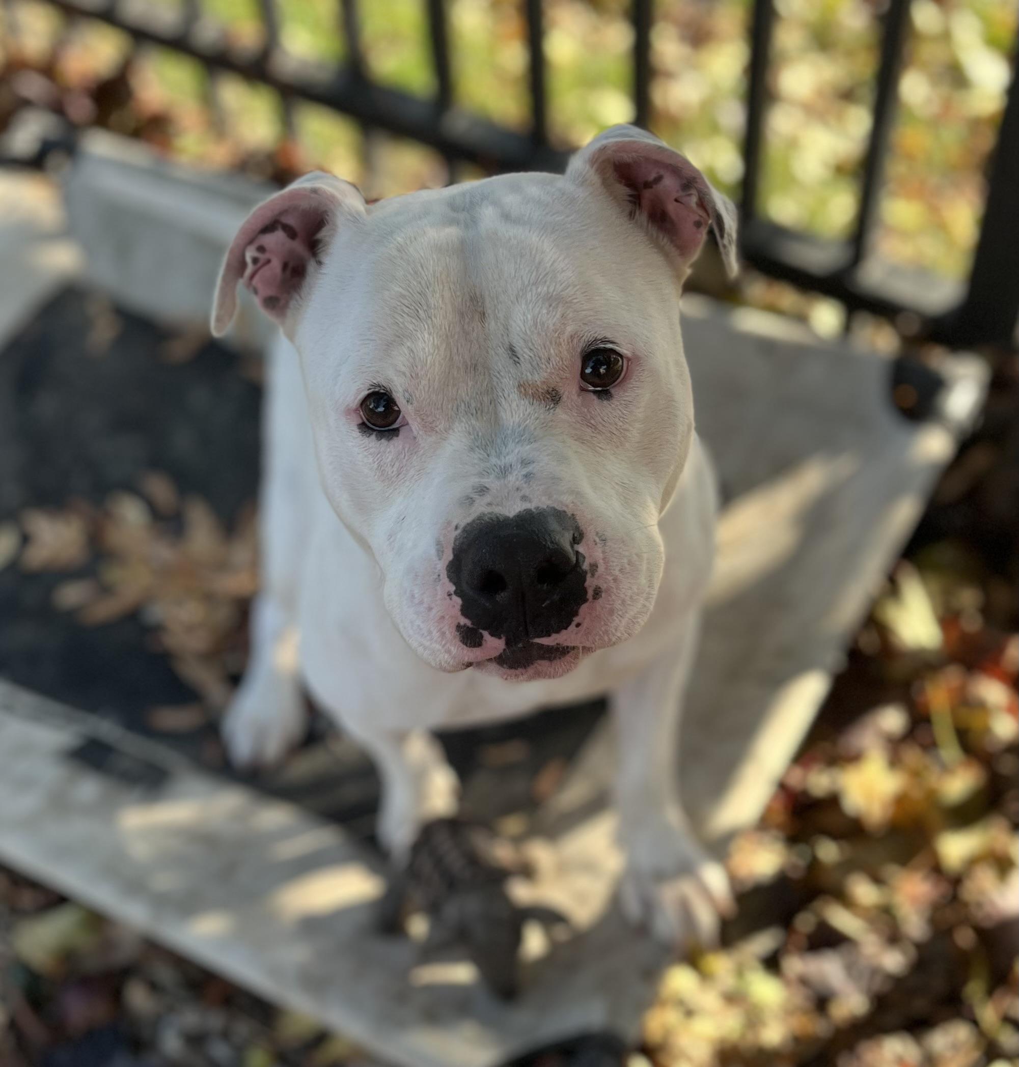 Snow, a Adoptable mixed breed in Buffalo, NY image 4/6