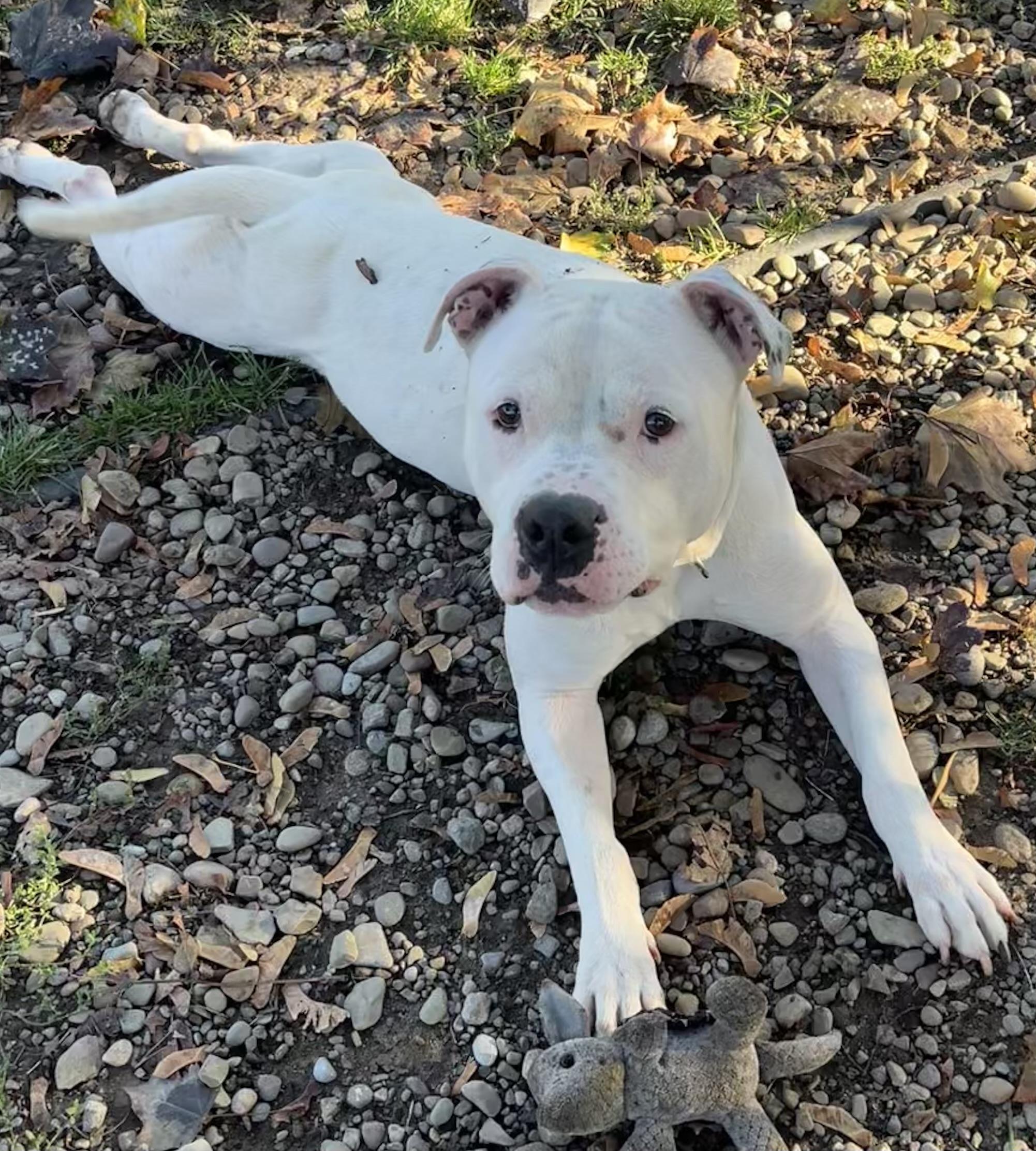 Snow, a Adoptable mixed breed in Buffalo, NY image 2/6