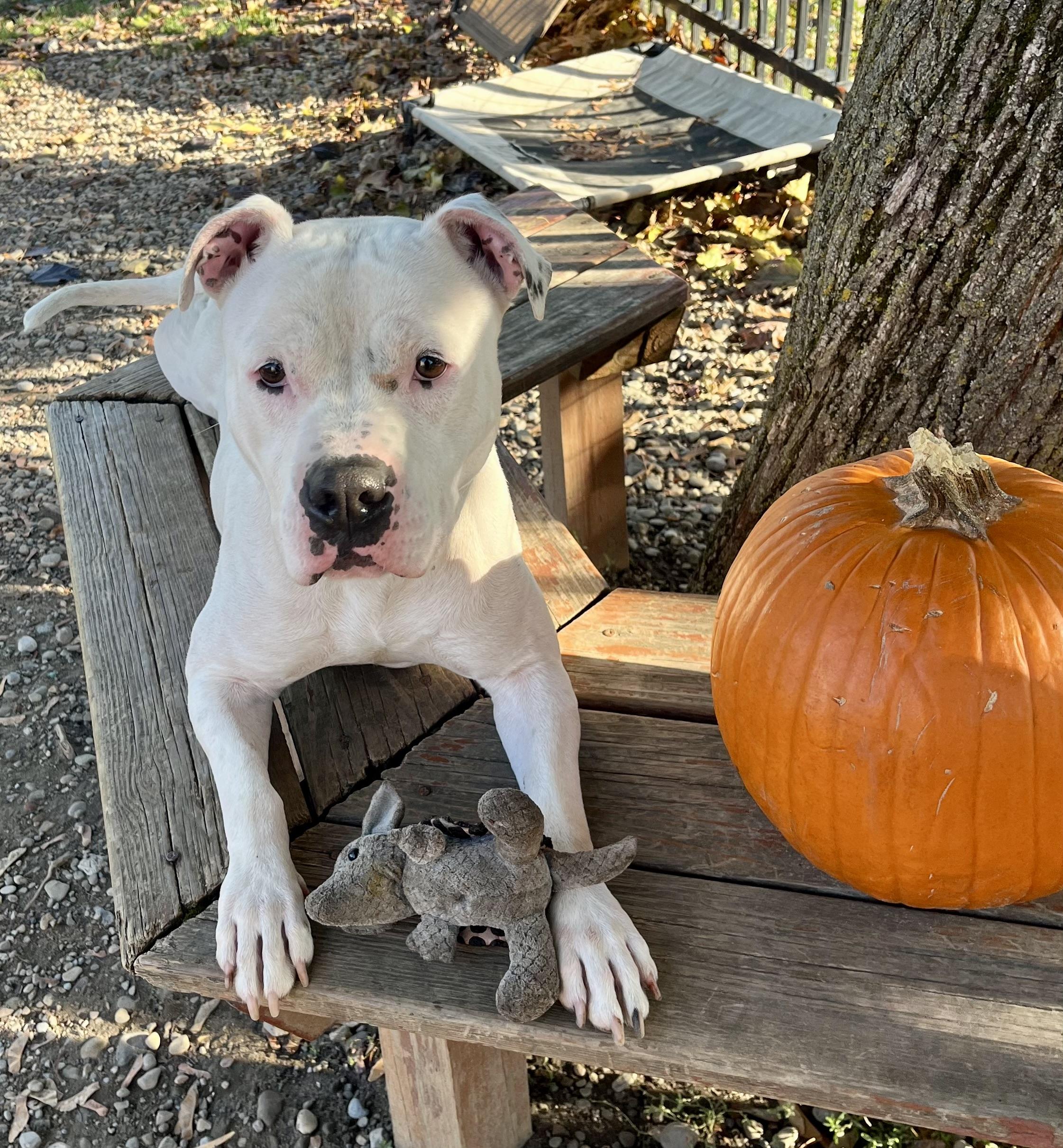 Snow, a Adoptable mixed breed in Buffalo, NY image 5/6