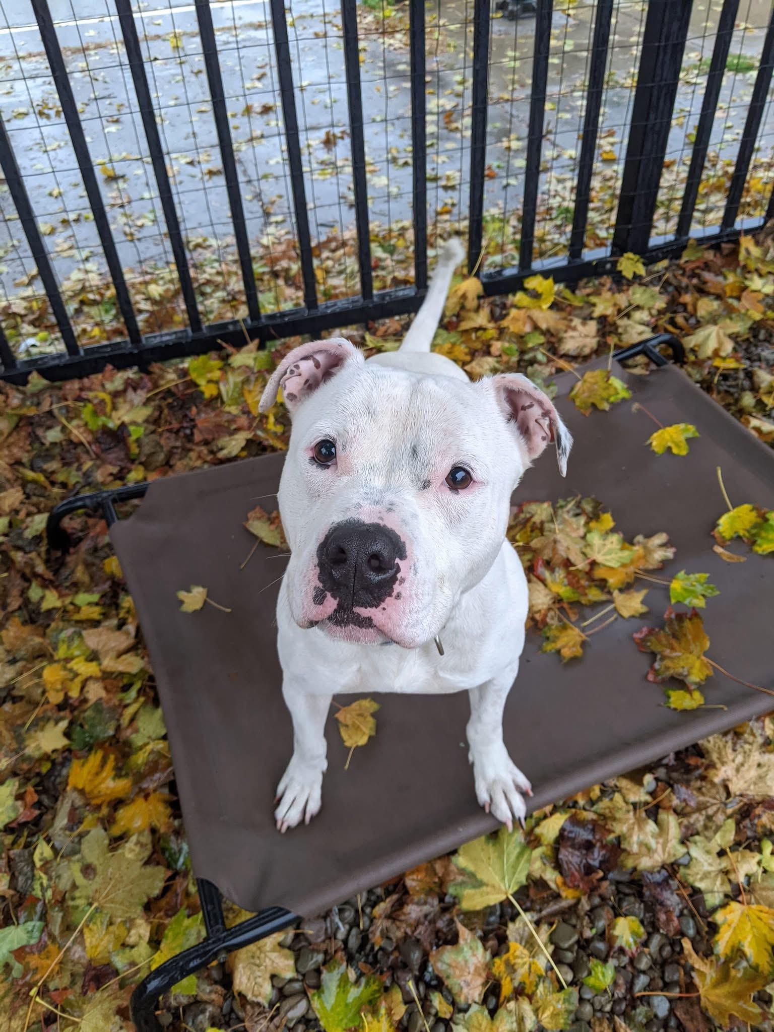 Snow, a Adoptable mixed breed in Buffalo, NY image 3/6