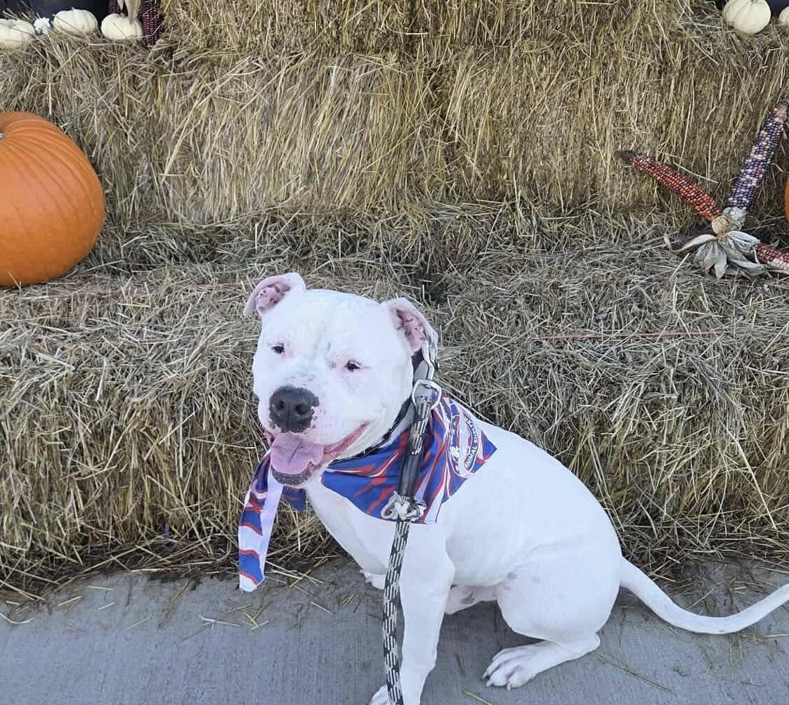 Snow, a Adoptable mixed breed in Buffalo, NY image 1/6