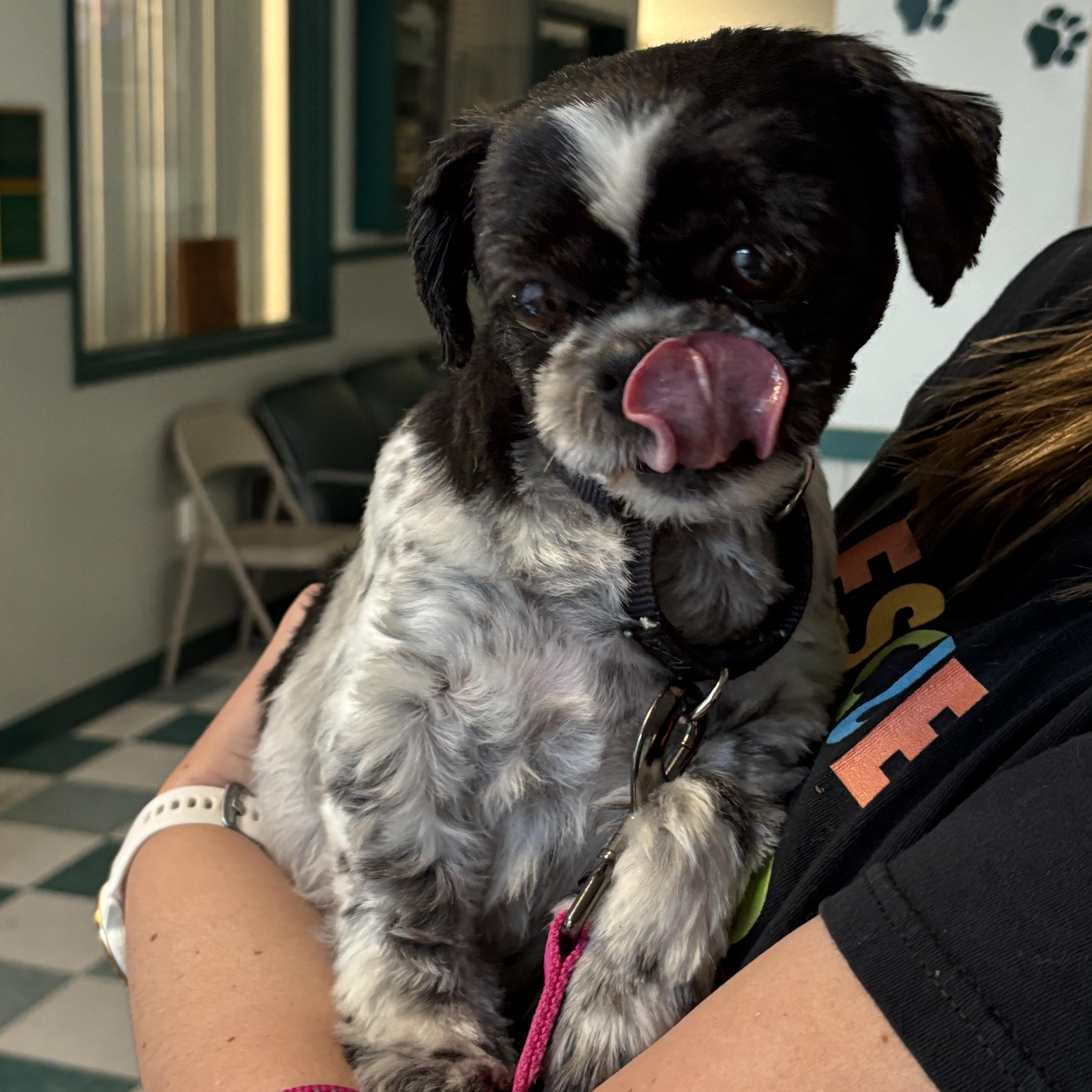 Bella The Shih-tzu thumbnail 2