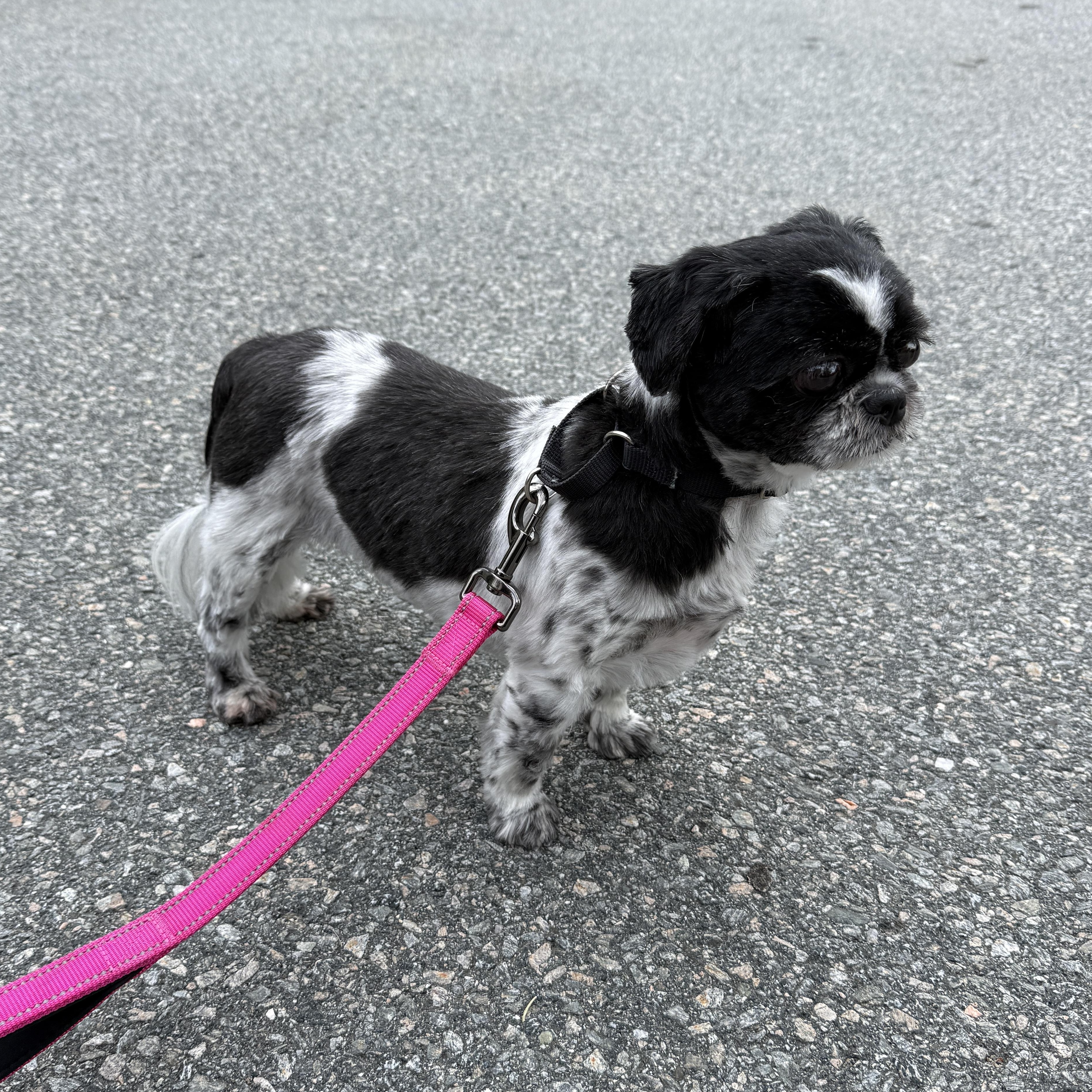 Bella The Shih-tzu thumbnail 4