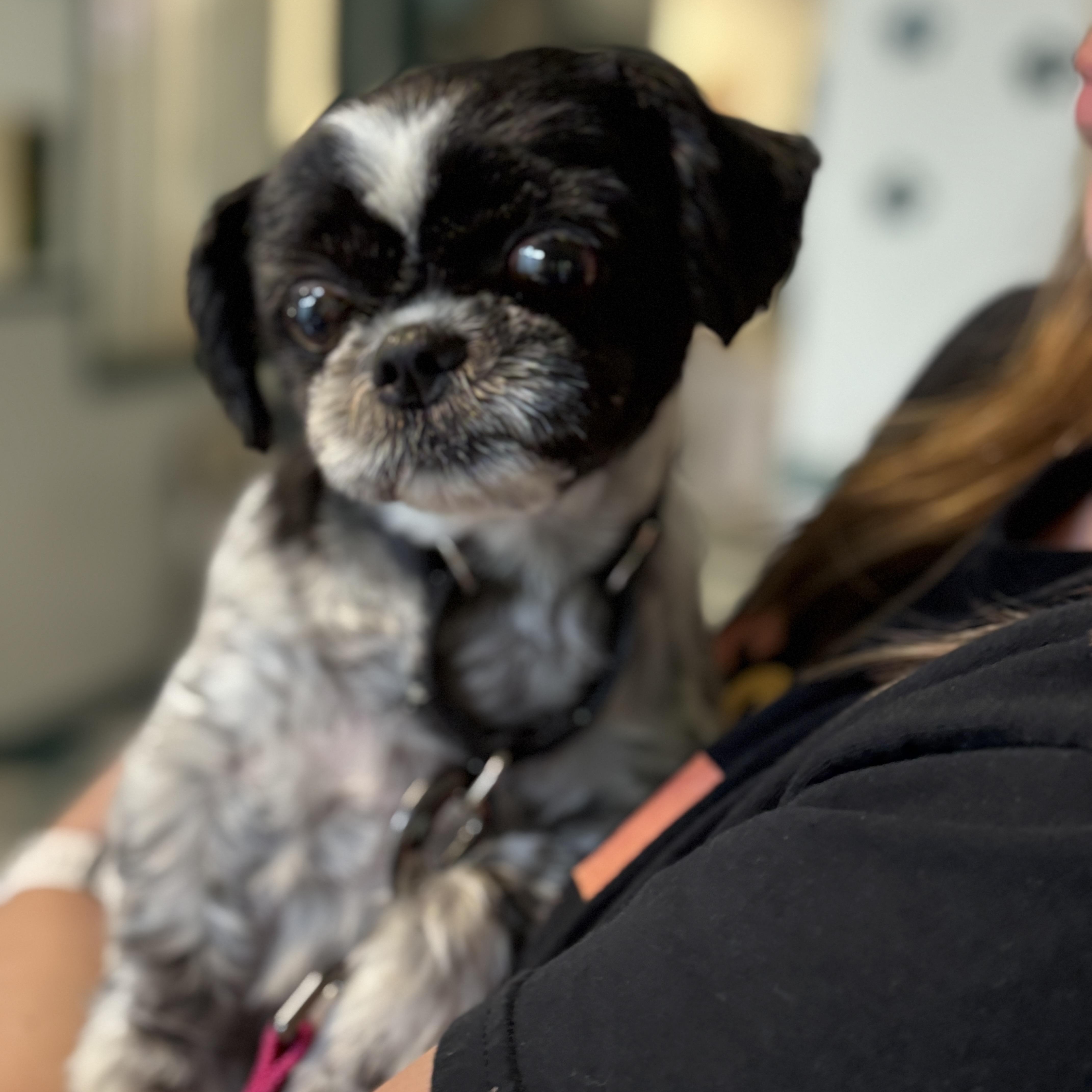 Bella The Shih-tzu