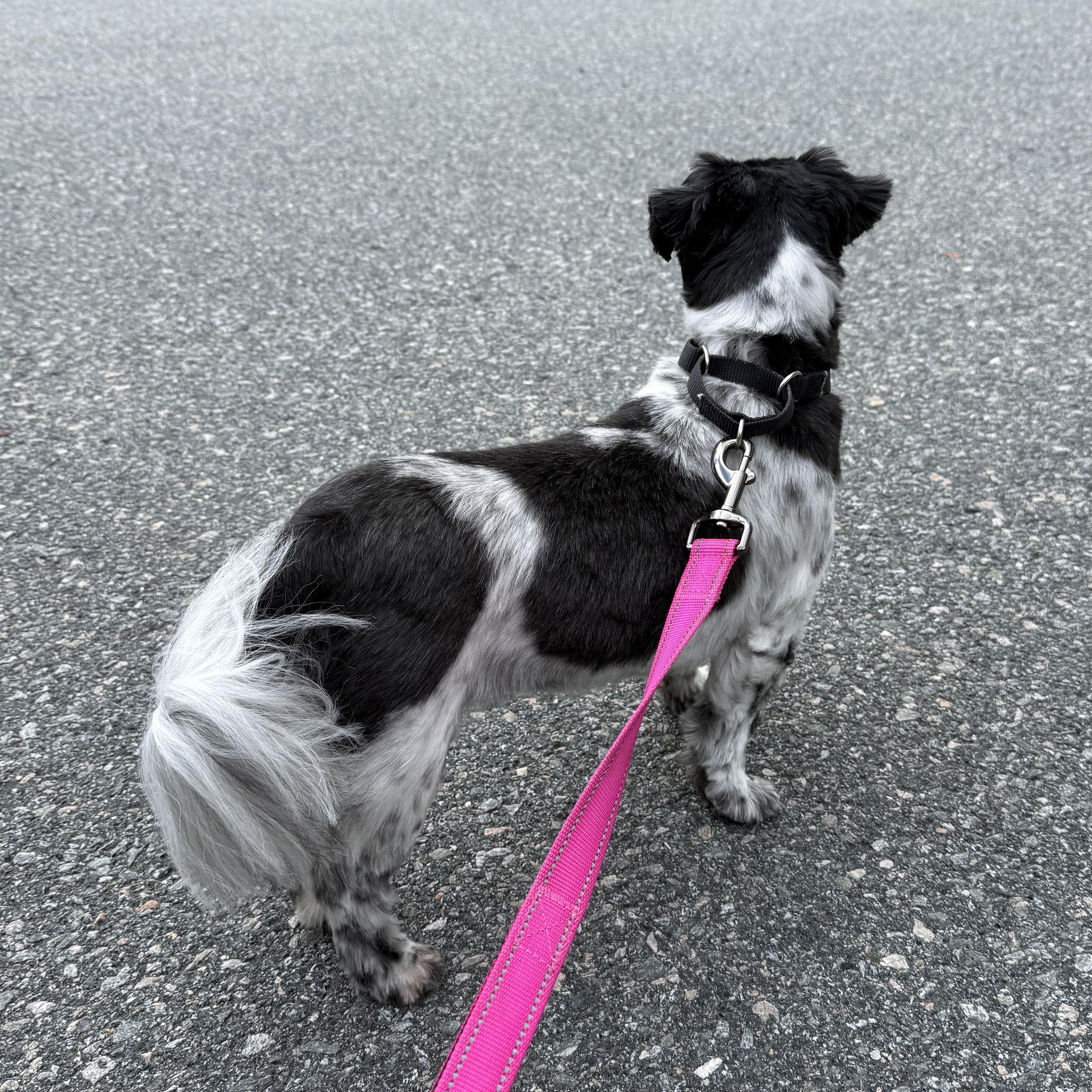 Bella The Shih-tzu thumbnail 5