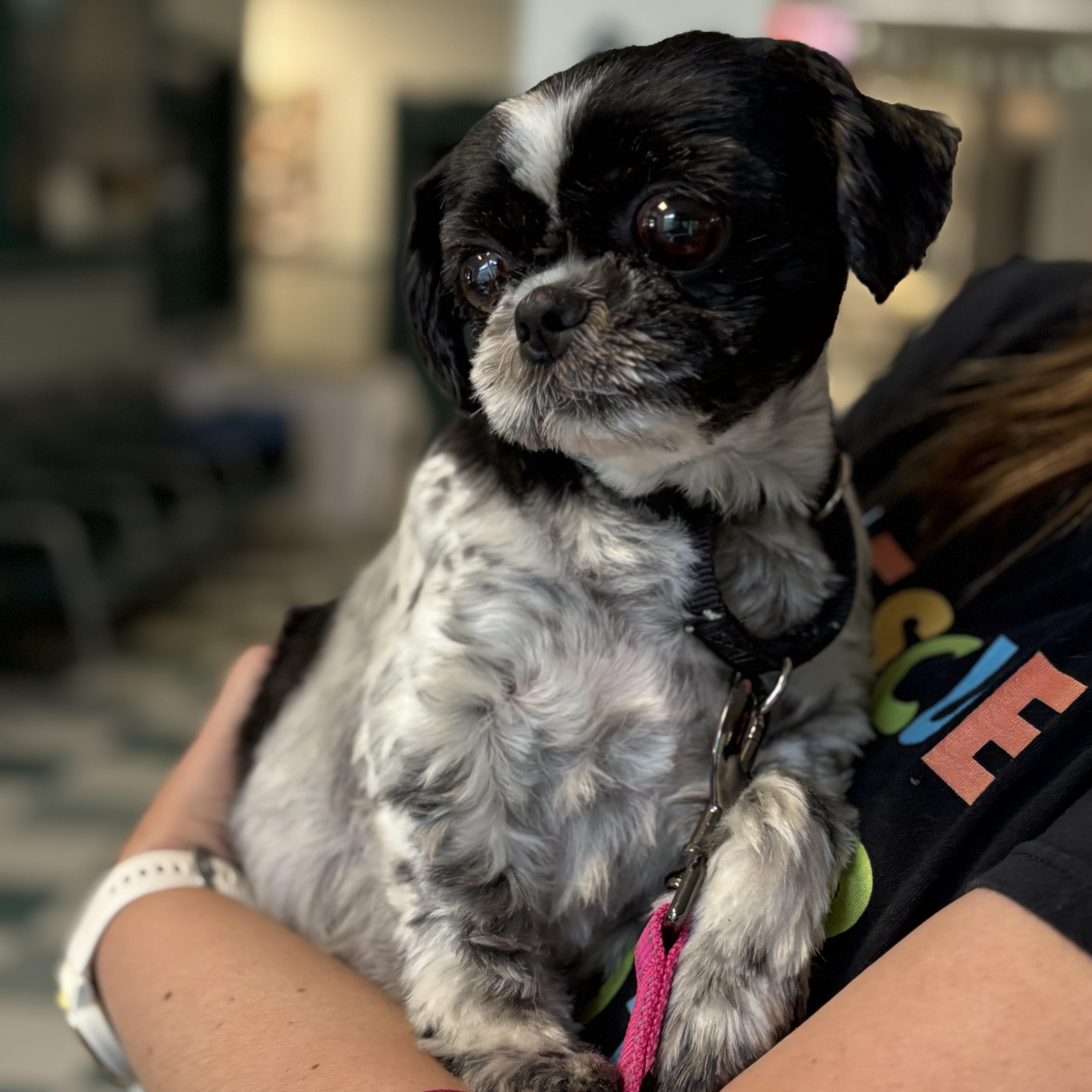 Bella The Shih-tzu thumbnail 3