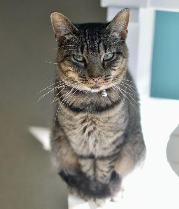 Firecracker, Adoptable, Adult Female Domestic Short Hair.