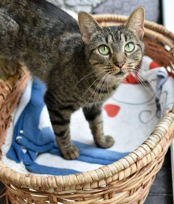 Enlarge Firecracker, a Adoptable Domestic Short Hair in Marietta, GA image 2/6