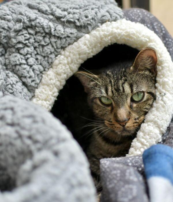 Enlarge Firecracker, a Adoptable Domestic Short Hair in Marietta, GA image 3/6