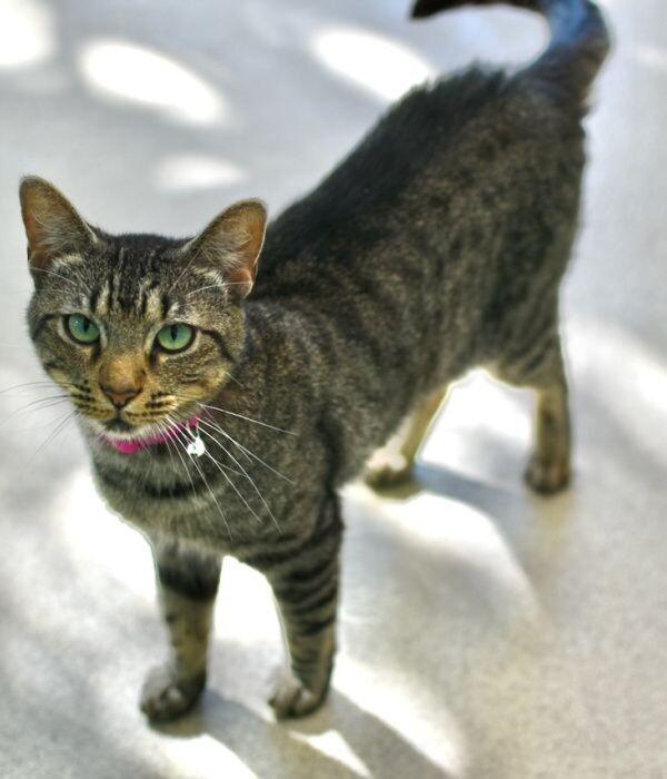 Enlarge Firecracker, a Adoptable Domestic Short Hair in Marietta, GA image 4/6