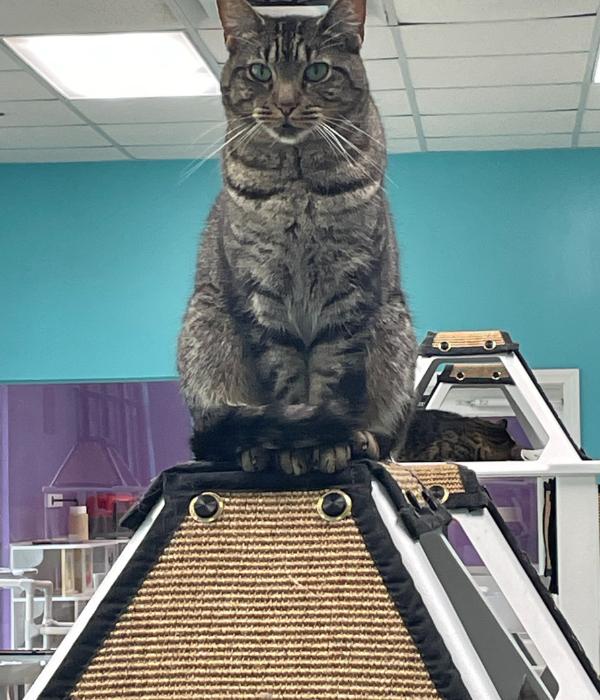 Enlarge Firecracker, a Adoptable Domestic Short Hair in Marietta, GA image 5/6