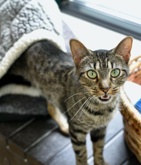 Enlarge Firecracker, a Adoptable Domestic Short Hair in Marietta, GA image 6/6