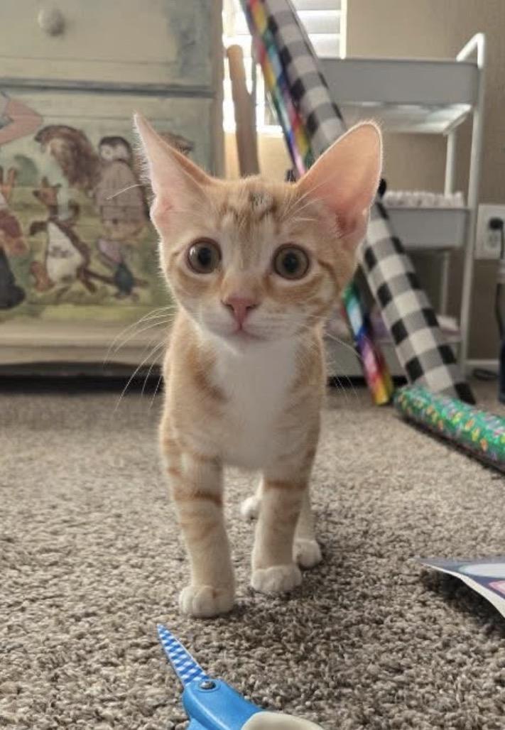 Jiggy, adoptable, Young Female Tabby.