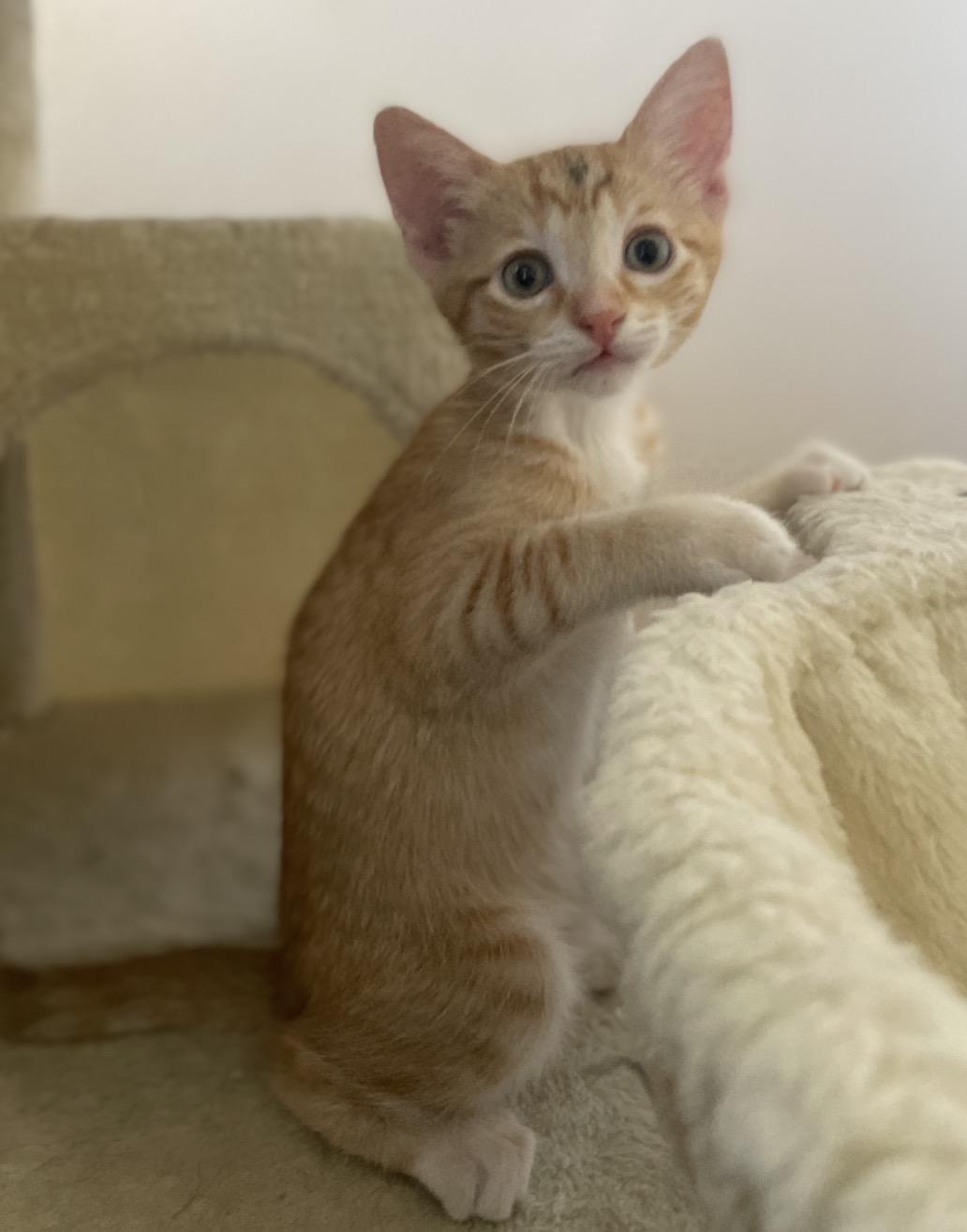 Enlarge Jiggy, an adoptable Tabby in Murrieta, CA image 2/4