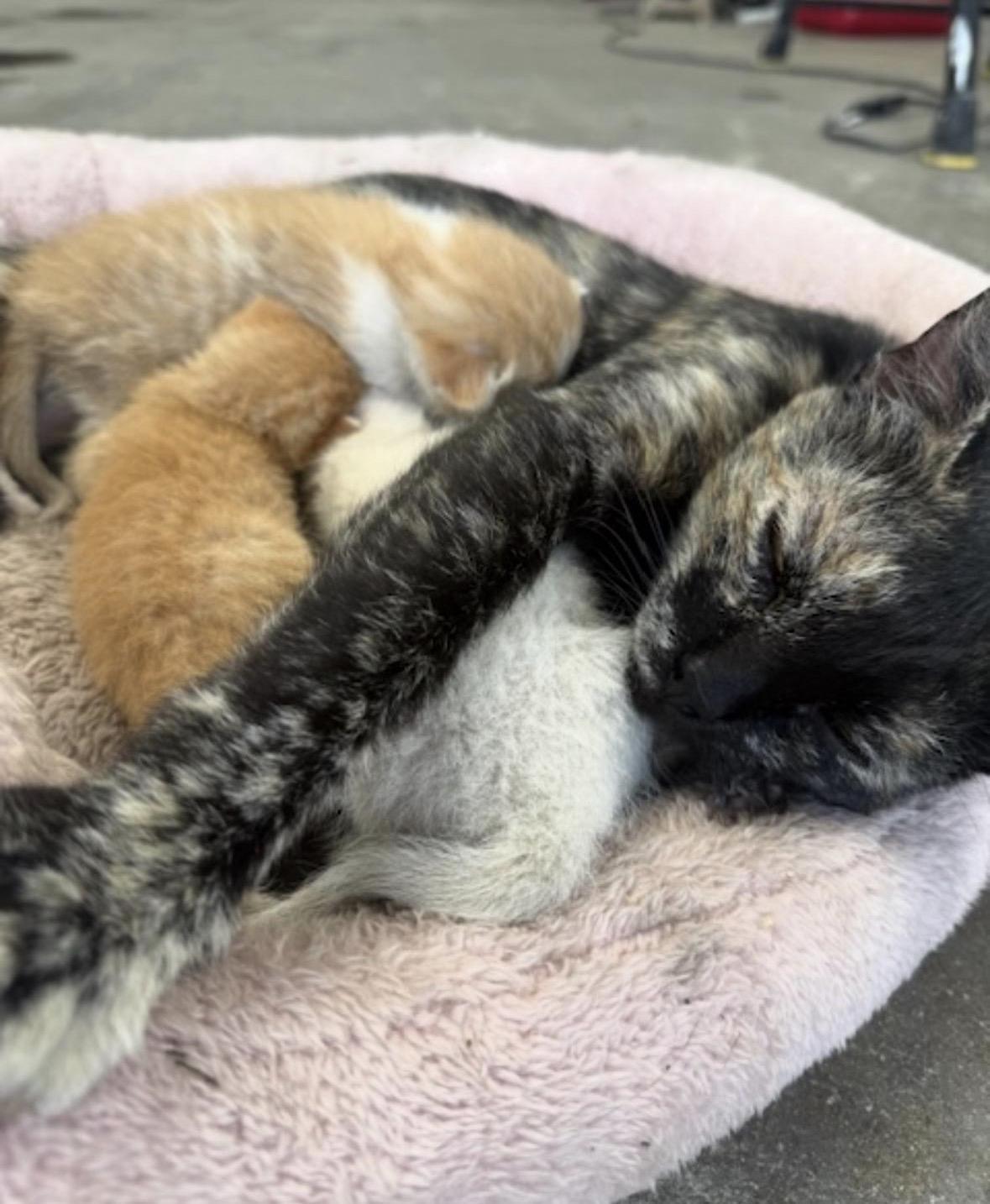 Enlarge Jiggy, an adoptable Tabby in Murrieta, CA image 4/4