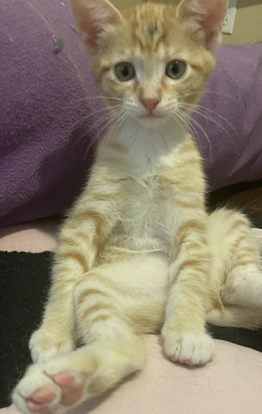 Enlarge Jiggy, an adoptable Tabby in Murrieta, CA image 3/4