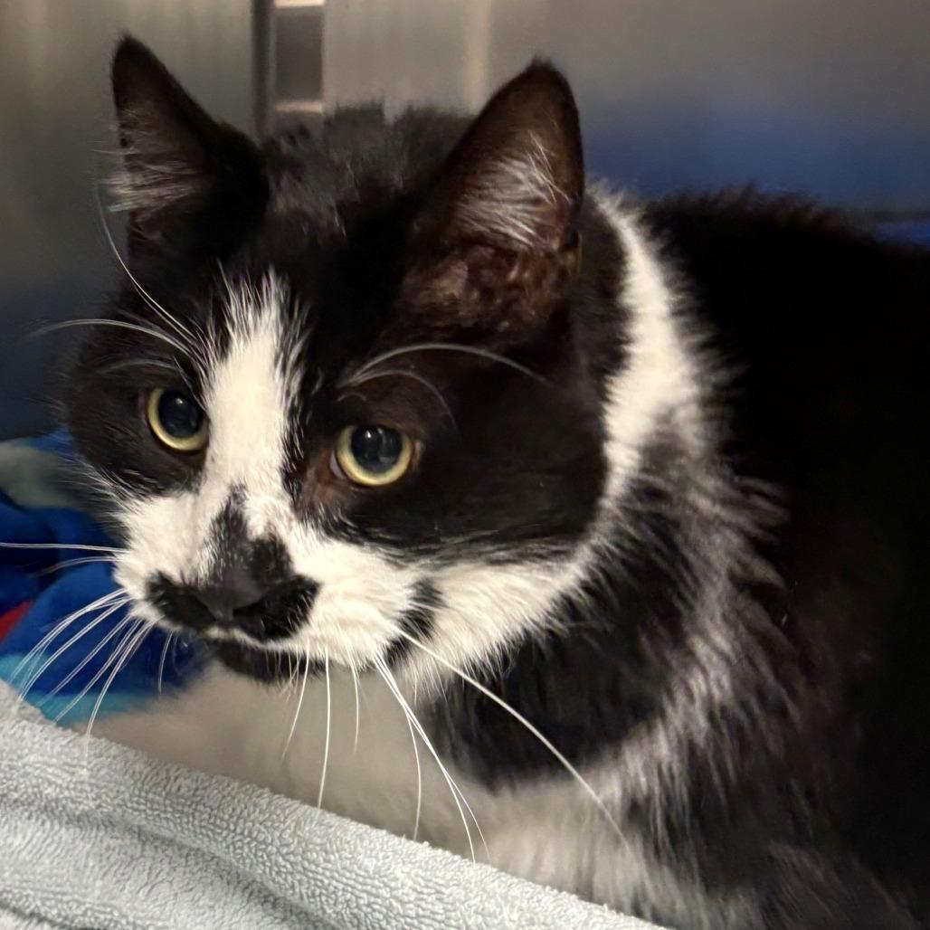 Jessie, Adoptable, Adult Male Domestic Short Hair.