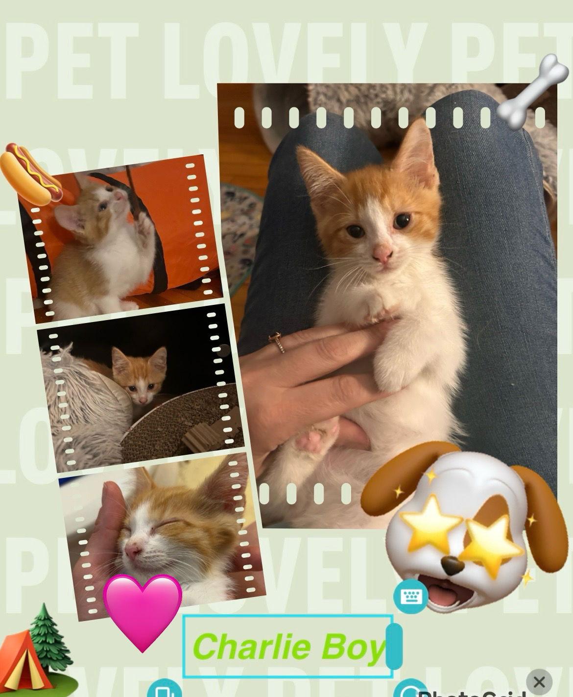 Charlie, Adopted, Kitten Male Tabby.