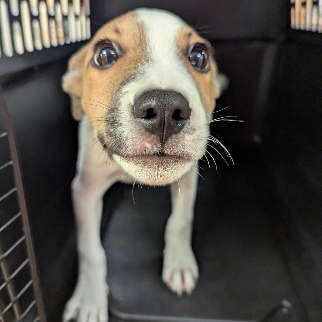 Buzz, Adoptable, Young Male Terrier.