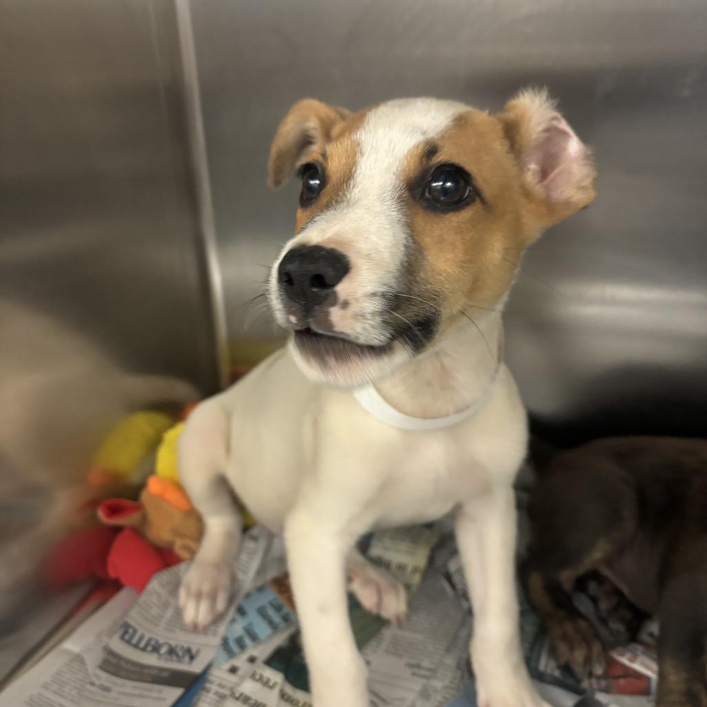 Enlarge Buzz, a Adoptable Terrier in Birmingham, AL image 2/3