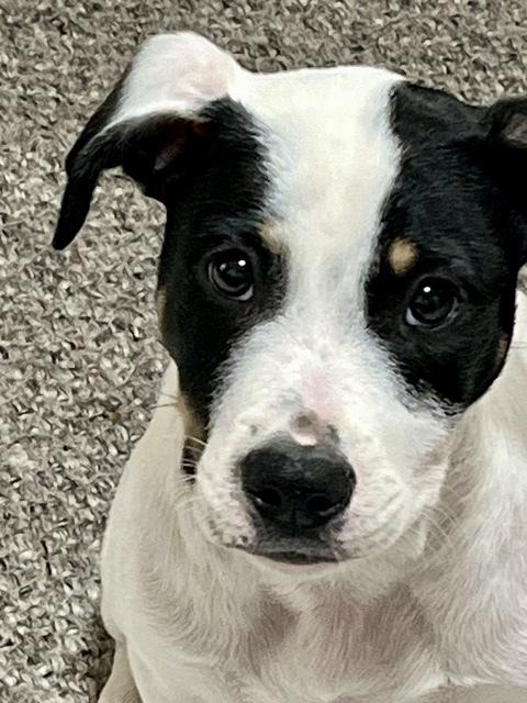 Logan, a Adoptable mixed breed in Middletown, CT image 1/6