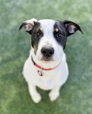 Logan, a Adoptable mixed breed in Middletown, CT image 2/6