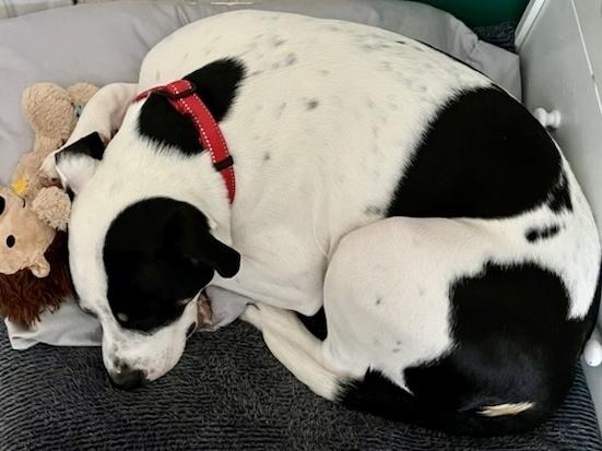 Logan, a Adoptable mixed breed in Middletown, CT image 3/6