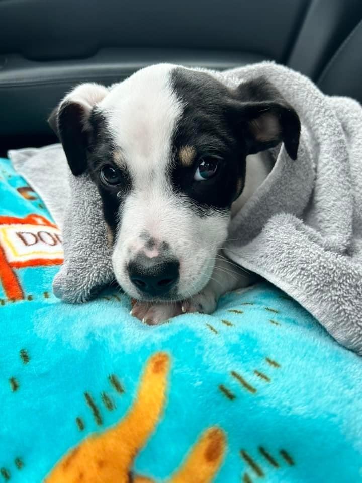 Logan, a Adoptable mixed breed in Middletown, CT image 4/6