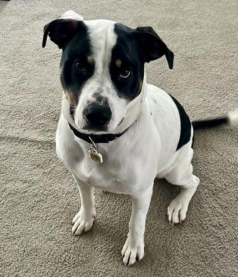 Logan, a Adoptable mixed breed in Middletown, CT image 5/6