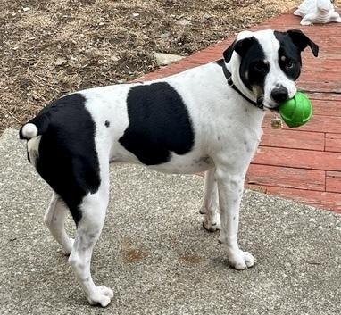 Logan, a Adoptable mixed breed in Middletown, CT image 6/6