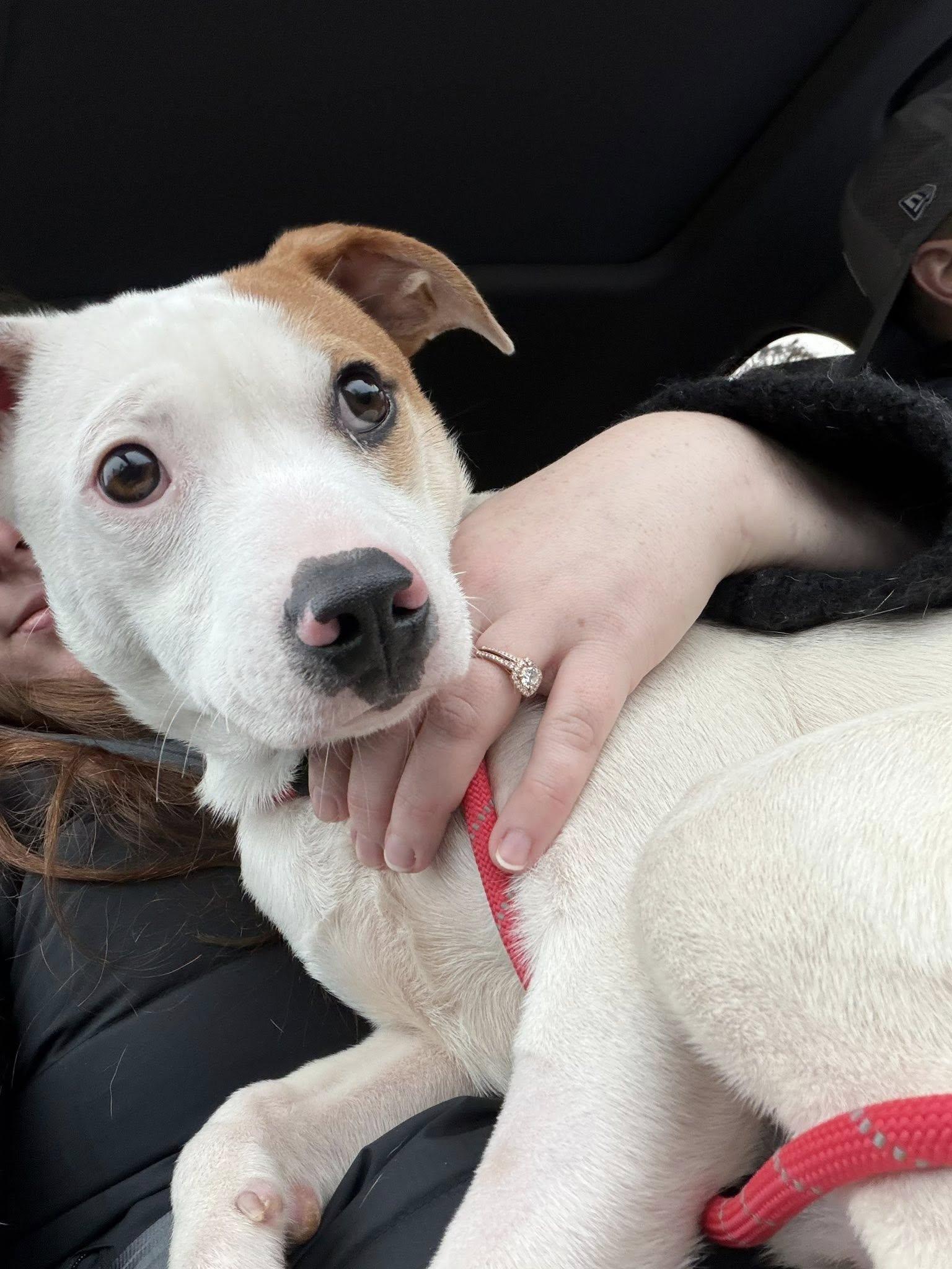 Winter, ADOPTABLE, Young Male Hound.