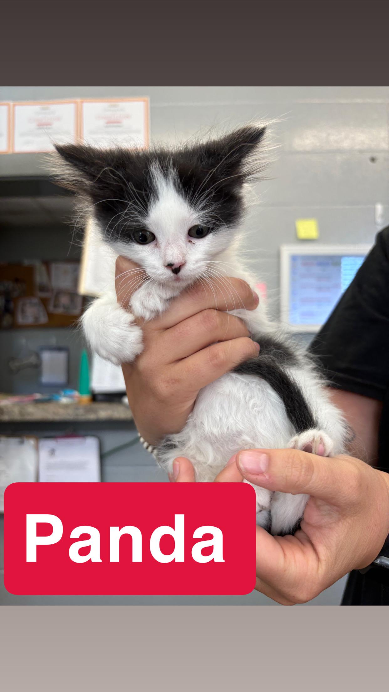 Enlarge Panda, a Adopted Domestic Long Hair in Hermitage, PA image 1/1