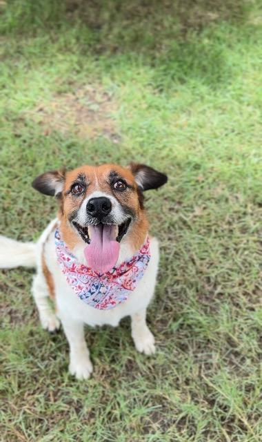 Red, Adoptable, Adult Male Australian Cattle Dog / Blue Heeler & Collie.