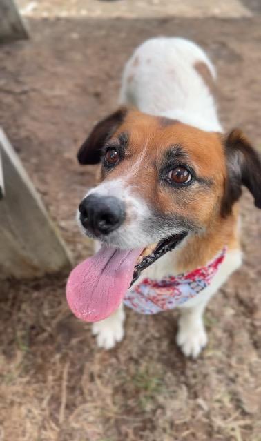 Enlarge Red, a Adoptable mixed breed in New Braunfels, TX image 2/6