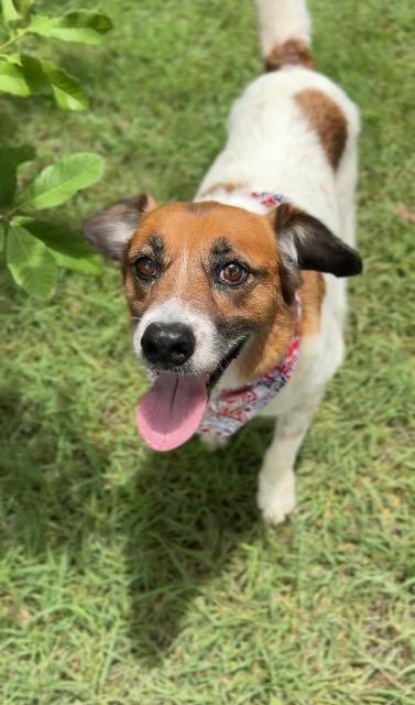 Enlarge Red, a Adoptable mixed breed in New Braunfels, TX image 3/6