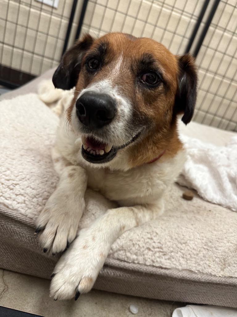 Enlarge Red, a Adoptable mixed breed in New Braunfels, TX image 4/6