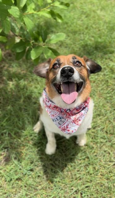 Enlarge Red, a Adoptable mixed breed in New Braunfels, TX image 5/6