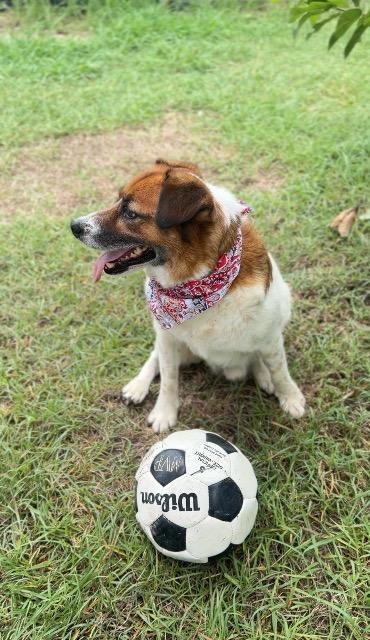 Enlarge Red, a Adoptable mixed breed in New Braunfels, TX image 6/6