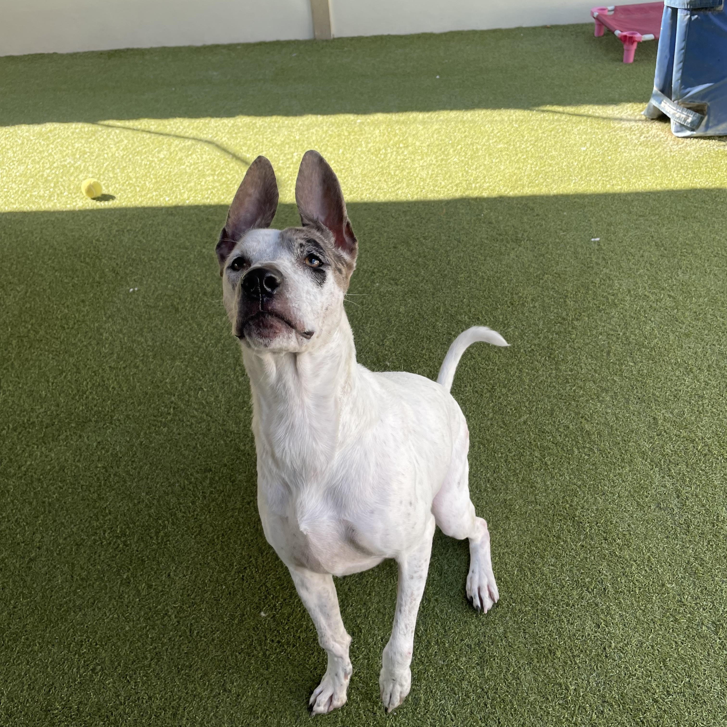 Enlarge Fancy, a Adoptable mixed breed in Houston, TX image 1/6